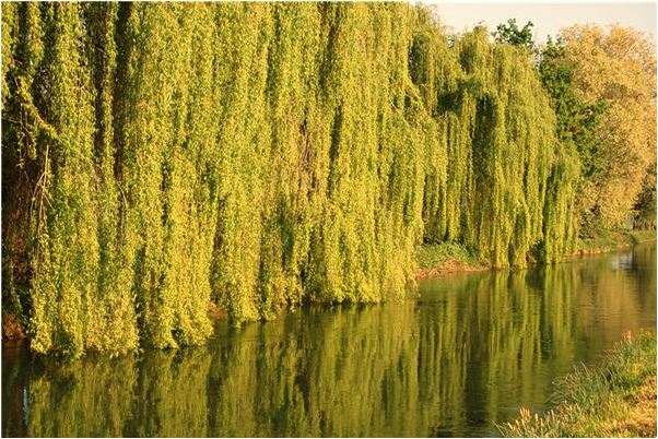 夢見火燒錢包哭得很傷心有什麼預示嗎_周公解夢官網