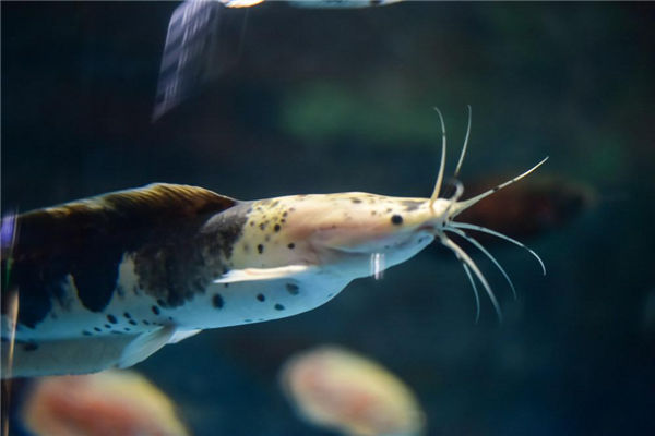 夢見殺黃鱔是什麼意思_周公解夢