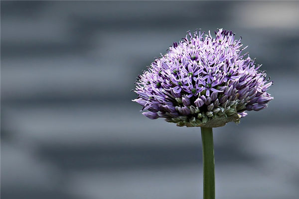 夢到蔥花是什麼意思？_周公解夢