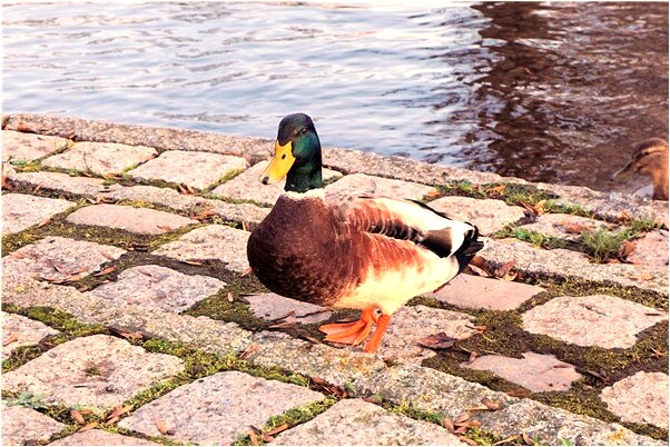 夢到了自己撿了兩百塊意味什麼_周公解夢官網