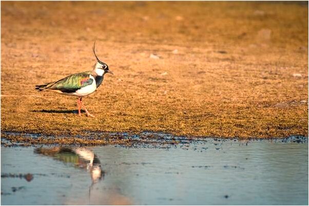 夢到很多蛇被別人打死啦的預兆_周公解夢官網