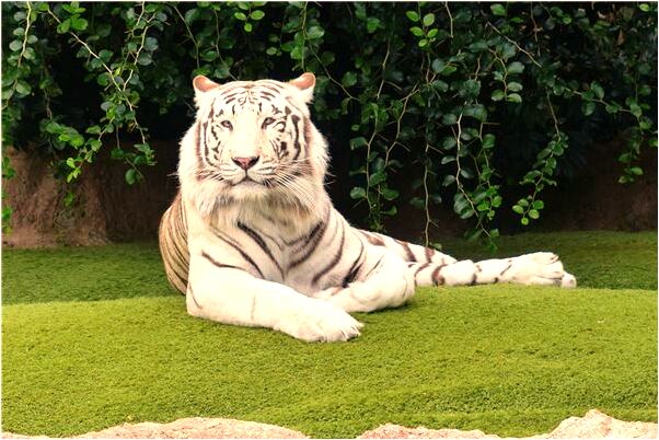 夢見鞋底滲水自己腳濕了意味著什麼_周公解夢官網