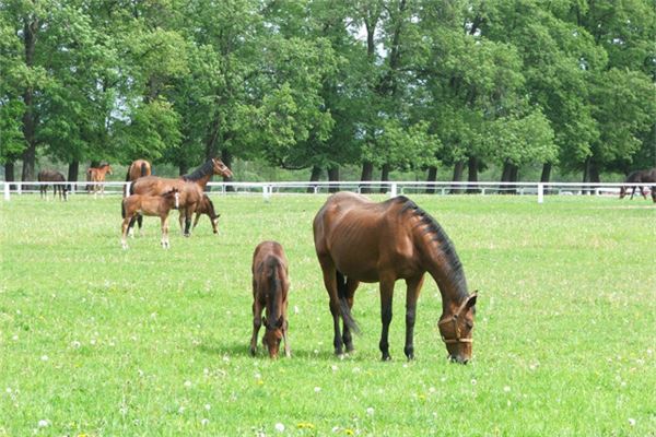2002年是什麼年_十二生肖
