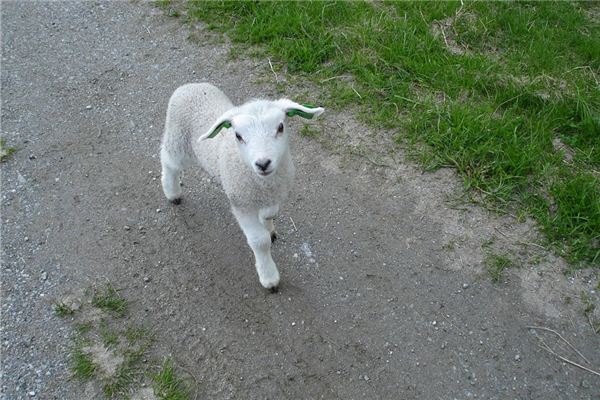 屬羊的人2019年多大？_十二生肖