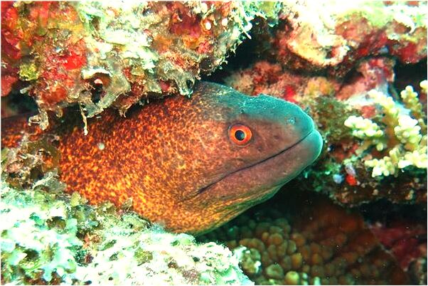 夢見紅顏色的床鋪怎么樣_周公解夢官網