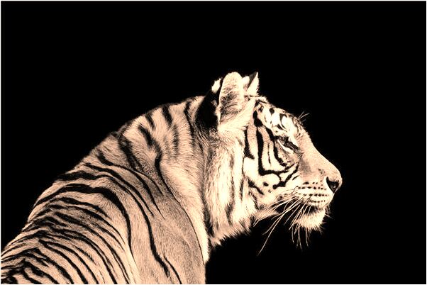 夢到某些東西抓住我雙手有什麼意思_周公解夢官網