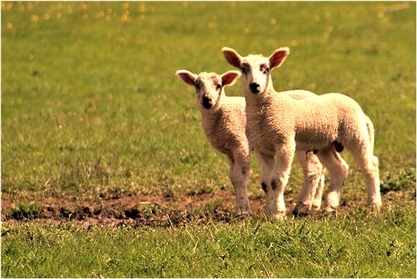 夢見男人摸自己的腳底是什麼啟示_周公解夢官網