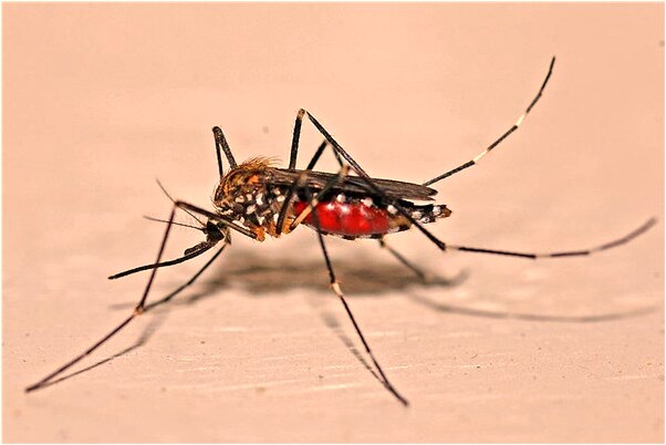 夢見鞋子裡有菜是什麼預兆_周公解夢官網