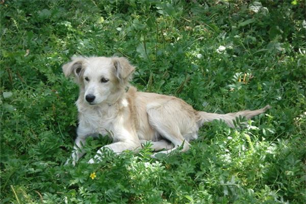 夢見打狗_周公解夢