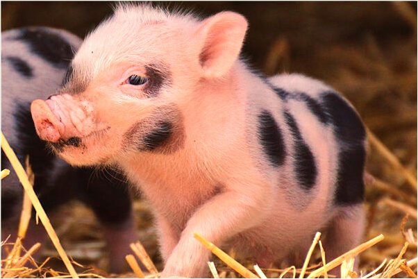 夢見樓上流水什麼寓意_周公解夢官網