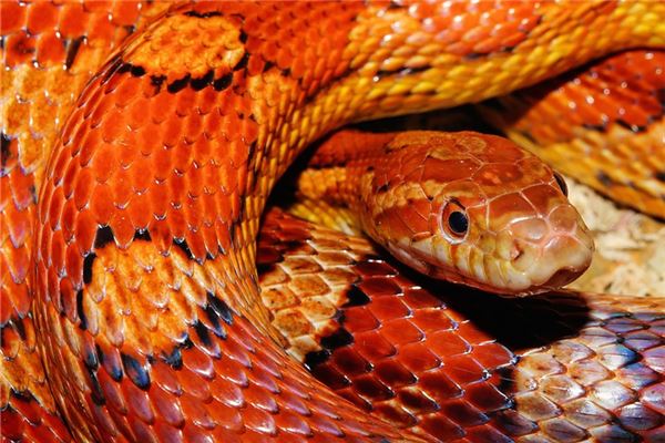 夢見養蛇_周公解夢