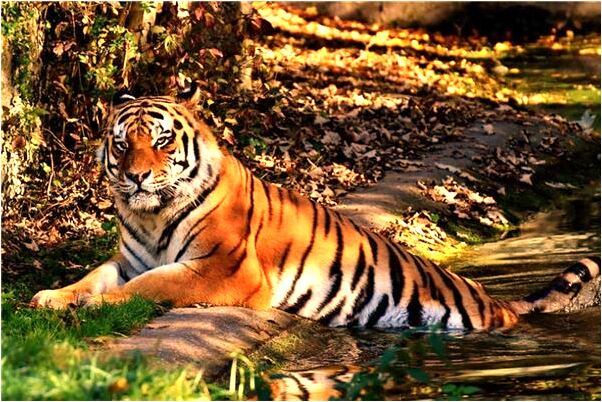 夢到了不停吃油條會有什麼預兆_周公解夢官網