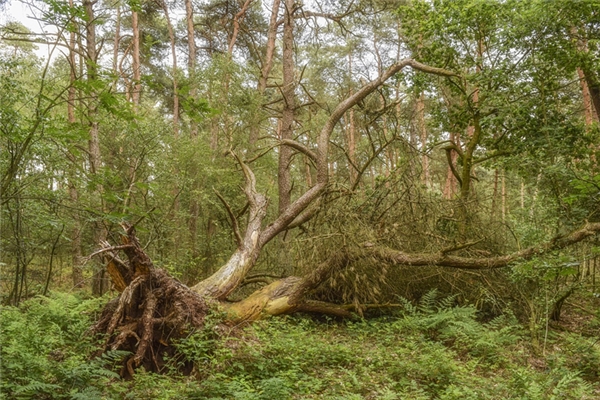夢到折斷大樹有什麼意思_周公解夢