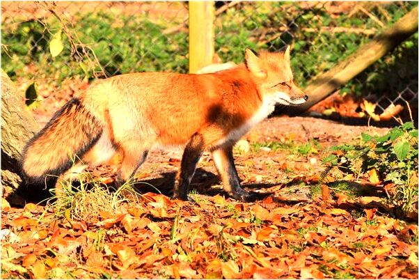 夢到了清的溪水什麼寓意_周公解夢官網