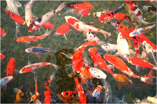 夢見被炒憂魚是什麼意思_周公解夢官網