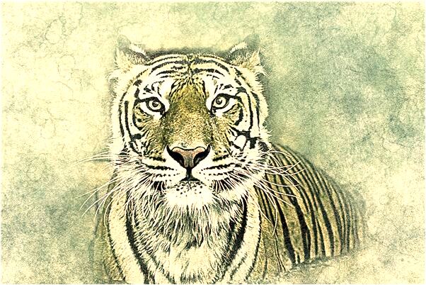 夢見兩條蛇一條黑一條白代表什麼_周公解夢官網