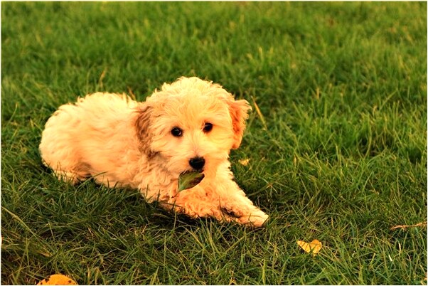 夢到了家裡豬跑出來預示了什麼_周公解夢官網