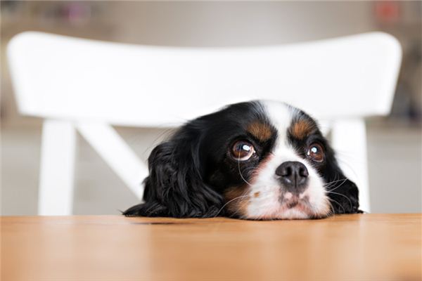 狗年生人的性格_十二生肖