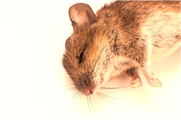 夢到了看東西特別清晰有什麼意義嗎_周公解夢官網