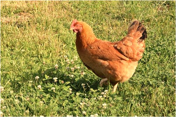 夢到了家裡錢和黃金被偷是凶兆還是吉兆_周公解夢官網