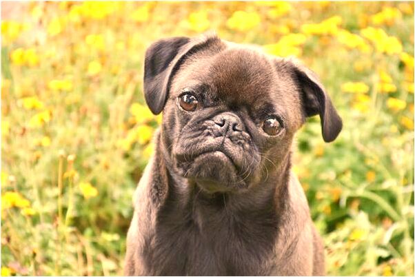 夢見馬馱東西怎么回事_周公解夢官網