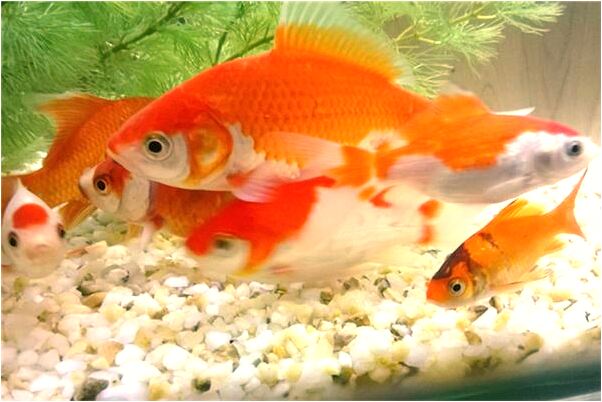 夢到朋友送雞來的預兆_周公解夢官網