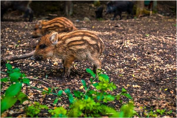 夢到與喜歡的人交談什麼預兆_周公解夢官網