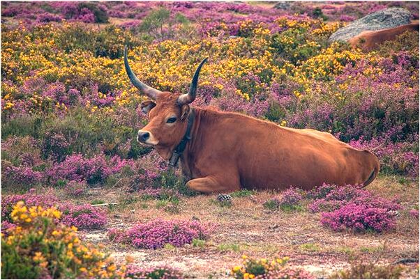 夢見得了個女兒是什麼意思？_周公解夢官網