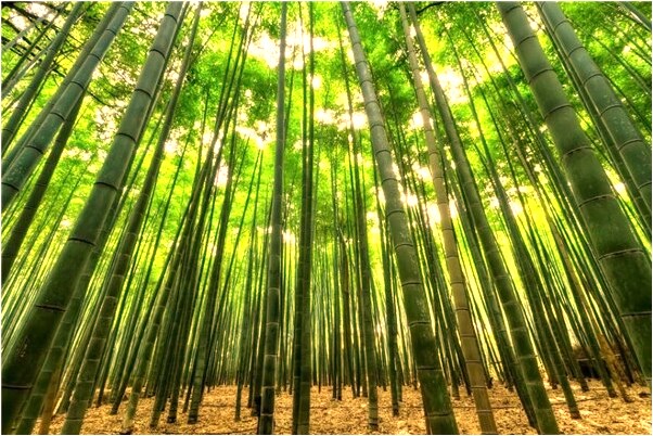 夢見上司讓在一座墳墓旁蓋羊圈是什麼預兆_周公解夢官網