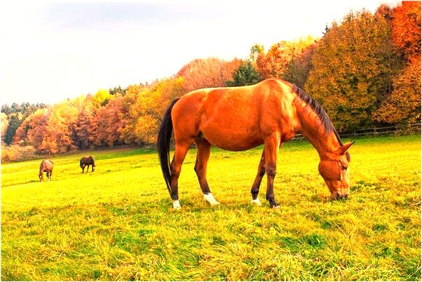 夢到了小紅薯是啥預兆_周公解夢官網