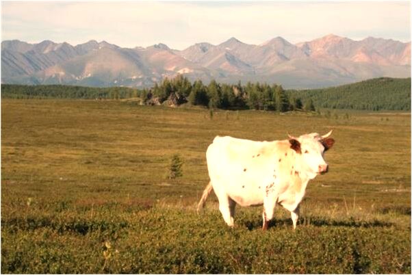 夢見魚缸里的魚要跳出來會是什麼預兆_周公解夢官網