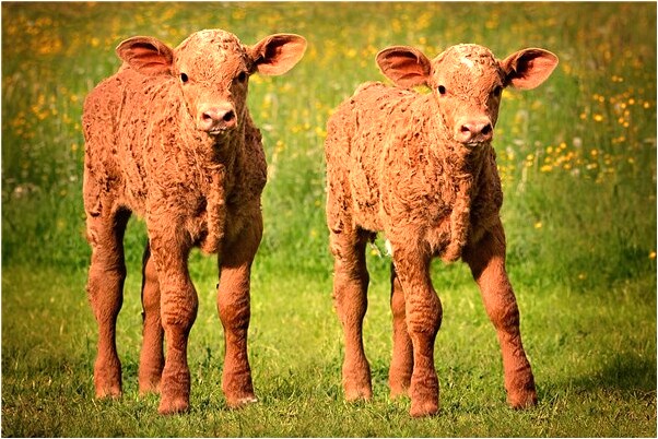 夢到了地上樹枝頭上有雪是好事還是壞事_周公解夢官網
