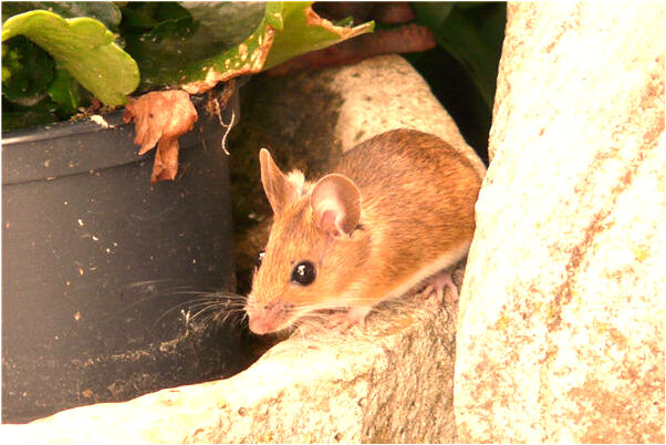 夢見吃櫻桃一顆上帶一串代表著什麼？_周公解夢官網