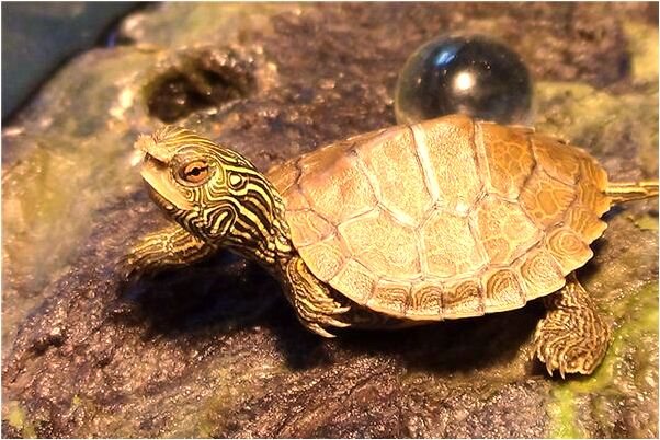 夢到和舊情人相遇並做愛代表著什麼？_周公解夢官網