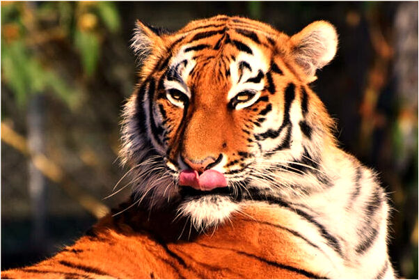 夢到了和男朋友去超市逛街是不是好的徵兆呢_周公解夢官網