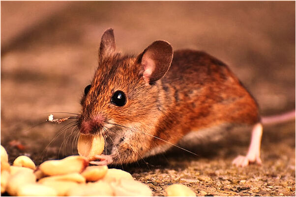 夢見以前的暗戀對象是凶兆還是吉兆_周公解夢官網
