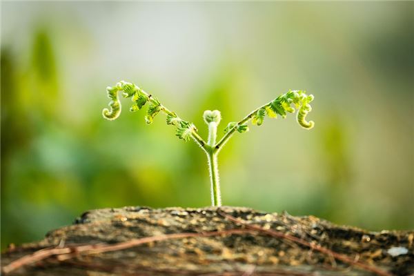 夢到綠芽是好是壞_周公解夢