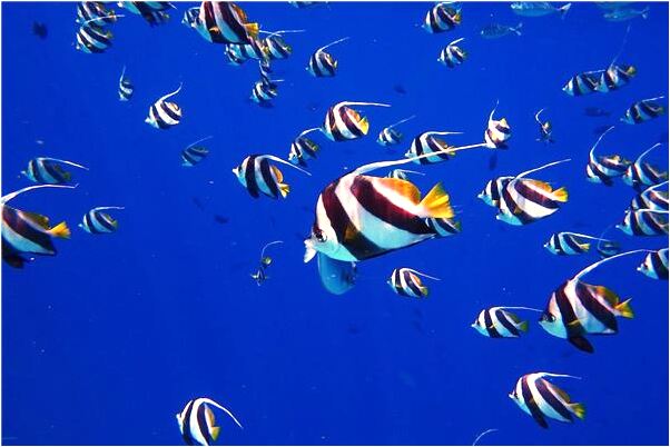 夢見被人追跑打罵是什麼啟示_周公解夢官網