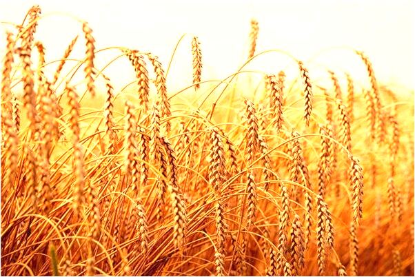 夢到了別人拿著心臟死了有什麼預示嗎_周公解夢官網