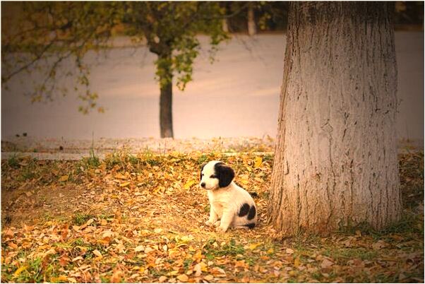 夢到了雨中騎車追戀人是什麼預兆_周公解夢官網