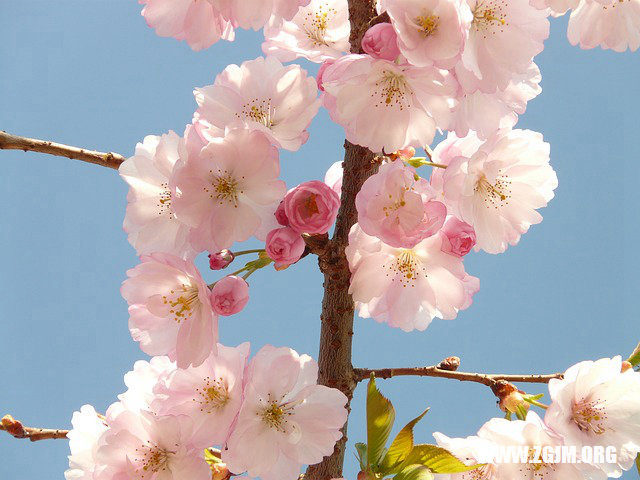 夢見自己頭髮長長了_周公解夢夢到自己頭髮長長了是什麼意思_做夢夢見自己頭髮長長了好不好_周公解夢官網