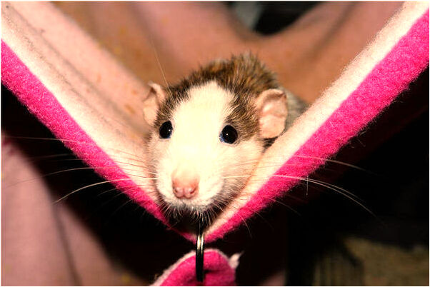 夢見車把人壓死吧有什麼預兆_周公解夢官網