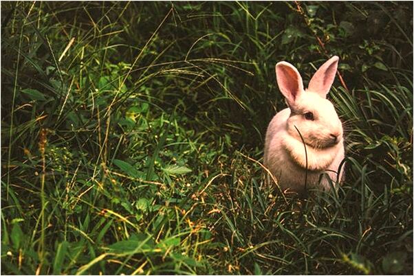 夢到粉紅色鞋子是好的徵兆嗎_周公解夢官網