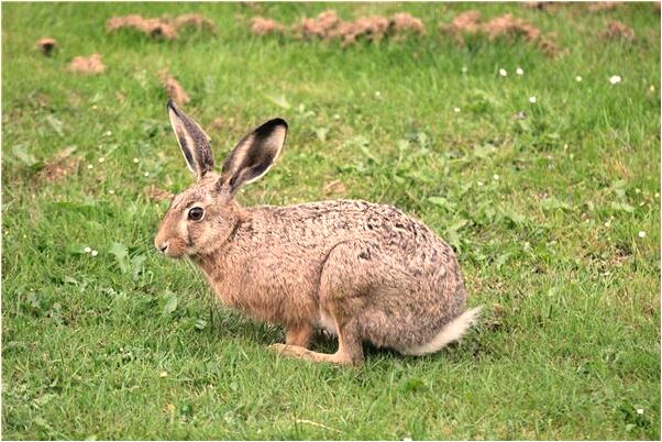 夢到了找了兩處求子是吉兆嗎?_周公解夢官網