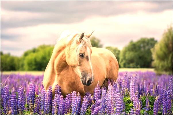 夢到了跟男朋友發生關係有什麼意思_周公解夢官網