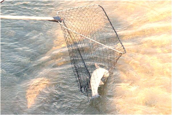 夢見廁所歪是什麼徵兆_周公解夢官網