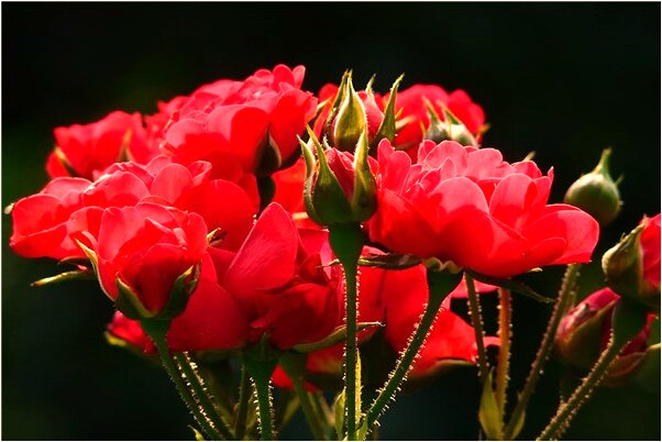 夢見女人荷包蛋代表著什麼?_周公解夢官網