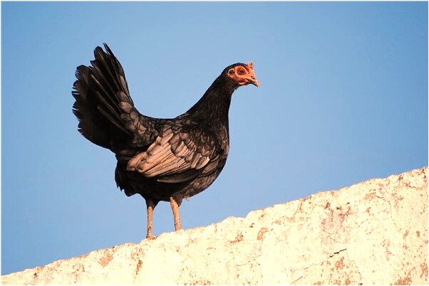 夢到了自己學狗叫是什麼意思_周公解夢官網