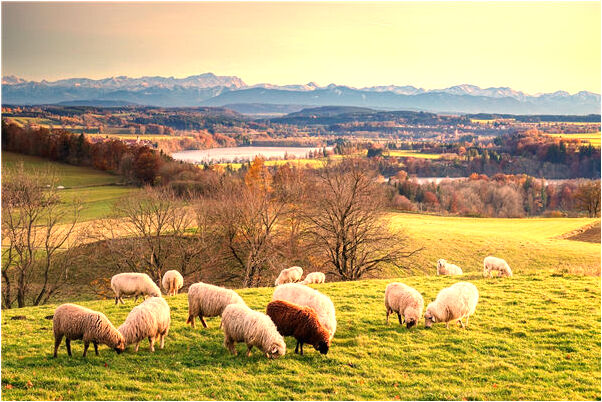夢見給媽按腳去世的老爺還在有什麼含義_周公解夢官網