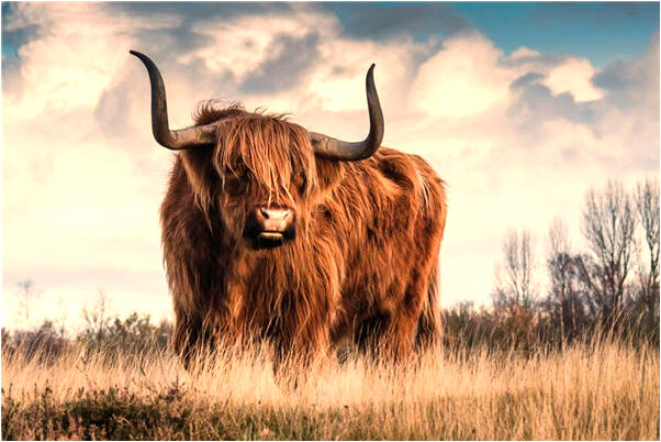 夢到了退豬毛什麼寓意_周公解夢官網